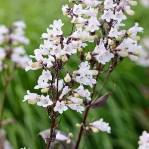 Penstemon Digitalis 'Husker Red', Beardtongue 'Husker Red', Beard Tongue 'Husker Red', Penstemon 'Husker Red', White Penstemon, White Beardtongue, White Beard Tongue