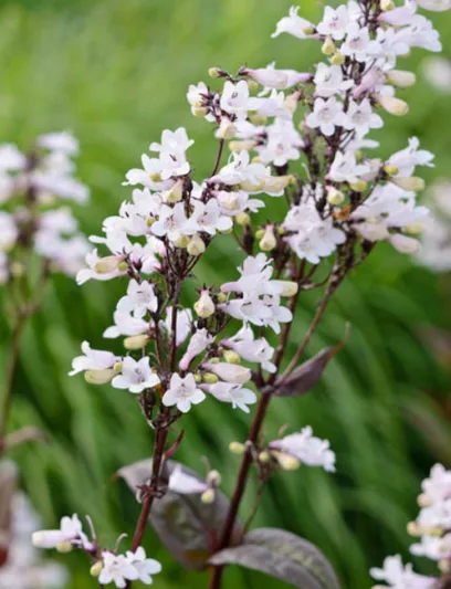 Penstemon Digitalis 'Husker Red', Beardtongue 'Husker Red', Beard Tongue 'Husker Red', Penstemon 'Husker Red', White Penstemon, White Beardtongue, White Beard Tongue