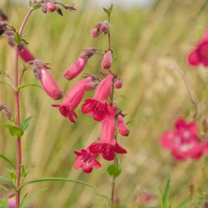Penstemon 'Firebird', Beardtongue 'Schoenholzeri', Beard Tongue 'Schoenholzeri', Penstemon hartwegii 'Firebird', Penstemon rupicola 'Ruby', Penstemon 'Schoenholzeri', Beardtongue 'Firebird', Beard Tongue 'Firebird', Red Penstemon