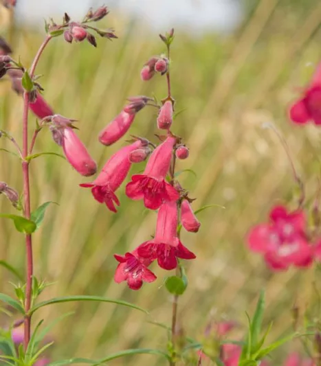 Penstemon 'Firebird', Beardtongue 'Schoenholzeri', Beard Tongue 'Schoenholzeri', Penstemon hartwegii 'Firebird', Penstemon rupicola 'Ruby', Penstemon 'Schoenholzeri', Beardtongue 'Firebird', Beard Tongue 'Firebird', Red Penstemon