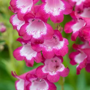 Penstemon 'George Home',Beardtongue 'George Home', Red Penstemon, Evergreen Penstemon, Beard Tongue 'George Home'
