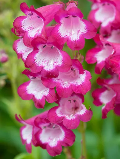 Penstemon 'George Home',Beardtongue 'George Home', Red Penstemon, Evergreen Penstemon, Beard Tongue 'George Home'