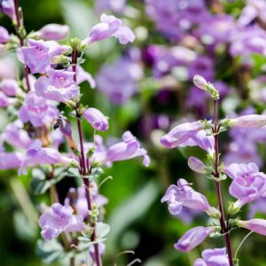 Penstemon x Mexicali 'Pike's Peak Purple', Beardtongue 'Pike's Peak Purple', Beard Tongue 'Pike's Peak Purple', 'Pike's Peak Purple' Hybrid Beardtongue, Purple Penstemon, Purple Beardtongue, Purple Beard Tongue