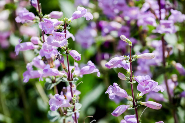 Penstemon x Mexicali 'Pike's Peak Purple', Beardtongue 'Pike's Peak Purple', Beard Tongue 'Pike's Peak Purple', 'Pike's Peak Purple' Hybrid Beardtongue, Purple Penstemon, Purple Beardtongue, Purple Beard Tongue