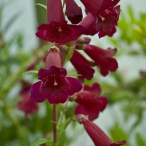 Penstemon 'Rich Ruby',Beardtongue 'Rich Ruby', Purple Penstemon, Evergreen Penstemon, Beard Tongue 'Rich Ruby'