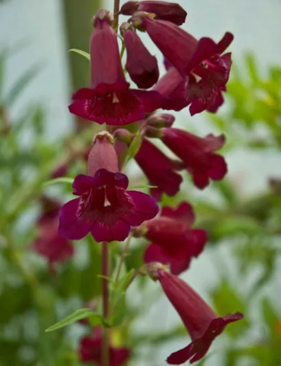 Penstemon 'Rich Ruby',Beardtongue 'Rich Ruby', Purple Penstemon, Evergreen Penstemon, Beard Tongue 'Rich Ruby'