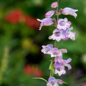 Penstemon 'Stapleford Gem',Beardtongue 'Stapleford Gem', Blue Penstemon, Evergreen Penstemon, Beard Tongue 'Stapleford Gem'