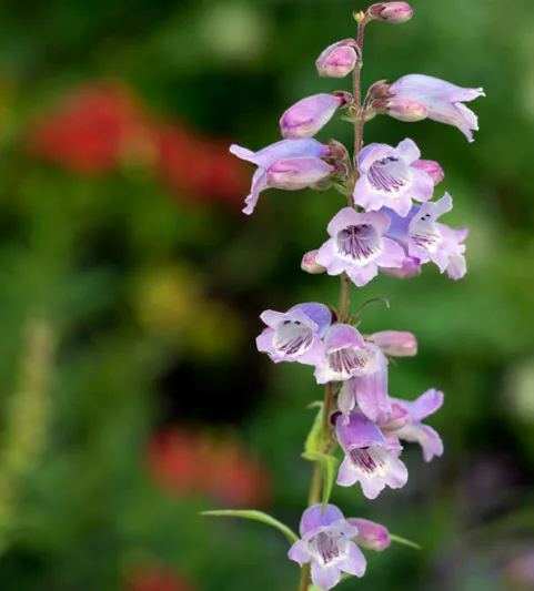 Penstemon 'Stapleford Gem',Beardtongue 'Stapleford Gem', Blue Penstemon, Evergreen Penstemon, Beard Tongue 'Stapleford Gem'