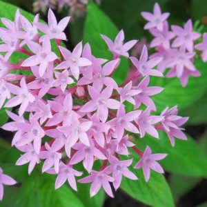 Pentas lanceolata, Egyptian Star Flower, Egyptian Star Cluster, Star Cluster