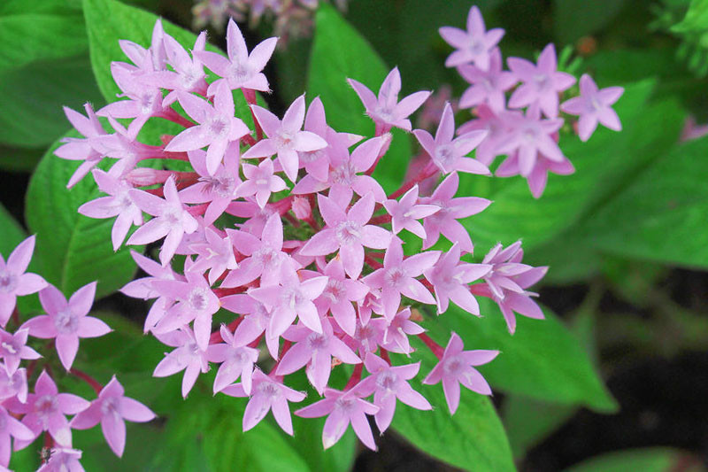 Pentas lanceolata, Egyptian Star Flower, Egyptian Star Cluster, Star Cluster