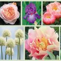 Border ideas, Perennial Planting, Perennial combination, Spring Borders, Summer Borders, Bearded Iris, Peony Coral Charm, Peony Abalone, Peony Julia Rose, Iris Poesie, Iris Imperial Reign, Iris Florentine Silk, Rose Sweet Juliet, Lupine Manhattan lights