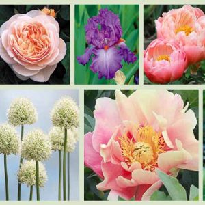 Border ideas, Perennial Planting, Perennial combination, Spring Borders, Summer Borders, Bearded Iris, Peony Coral Charm, Peony Abalone, Peony Julia Rose, Iris Poesie, Iris Imperial Reign, Iris Florentine Silk, Rose Sweet Juliet, Lupine Manhattan lights
