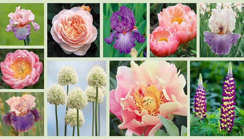Border ideas, Perennial Planting, Perennial combination, Spring Borders, Summer Borders, Bearded Iris, Peony Coral Charm, Peony Abalone, Peony Julia Rose, Iris Poesie, Iris Imperial Reign, Iris Florentine Silk, Rose Sweet Juliet, Lupine Manhattan lights