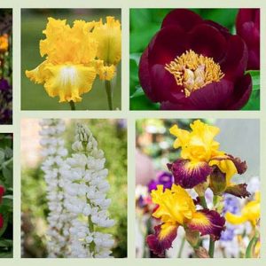 Border ideas, Perennial Planting, Perennial combination, Spring Borders, Summer Borders, Bearded Iris, Peony Buckeye Belle, Peony Chocolate Soldier, Peony Topeka Garnet, Iris Acapulco Gold, Iris Who Needs Prince, Allium Mont Blanc