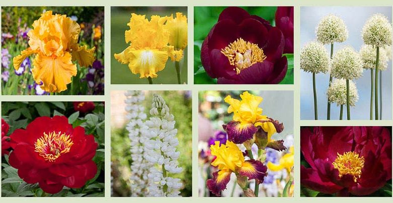 Border ideas, Perennial Planting, Perennial combination, Spring Borders, Summer Borders, Bearded Iris, Peony Buckeye Belle, Peony Chocolate Soldier, Peony Topeka Garnet, Iris Acapulco Gold, Iris Who Needs Prince, Allium Mont Blanc