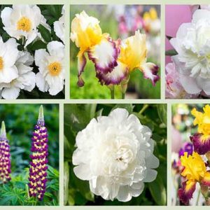 Border ideas, Perennial Planting, Perennial combination, Spring Borders, Summer Borders, Bearded Iris, Peony Duchesse de Nemours, Peony Krinkled White, Peony Cora Louise, Peony Elsa Sass, Iris Starship Enterprise, Iris Who Needs Prince, Lupine Manhattan Lights