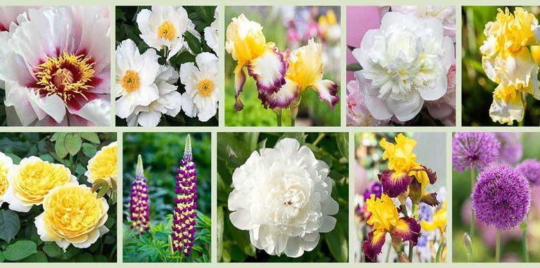 Border ideas, Perennial Planting, Perennial combination, Spring Borders, Summer Borders, Bearded Iris, Peony Duchesse de Nemours, Peony Krinkled White, Peony Cora Louise, Peony Elsa Sass, Iris Starship Enterprise, Iris Who Needs Prince, Lupine Manhattan Lights
