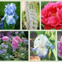Border ideas, Perennial Planting, Perennial combination, Spring Borders, Summer Borders, Bearded Iris, Peony Paula Faye, Peony Fancy Nancy, Peony Rozella, Peony Pink Parfait, Iris Cloud Ballet, Iris Queen Circle, Allium Azureum