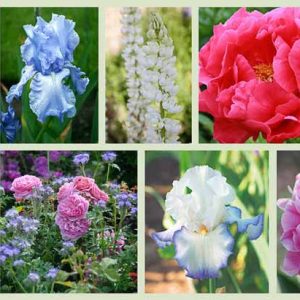 Border ideas, Perennial Planting, Perennial combination, Spring Borders, Summer Borders, Bearded Iris, Peony Paula Faye, Peony Fancy Nancy, Peony Rozella, Peony Pink Parfait, Iris Cloud Ballet, Iris Queen Circle, Allium Azureum
