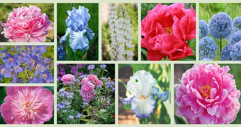 Border ideas, Perennial Planting, Perennial combination, Spring Borders, Summer Borders, Bearded Iris, Peony Paula Faye, Peony Fancy Nancy, Peony Rozella, Peony Pink Parfait, Iris Cloud Ballet, Iris Queen Circle, Allium Azureum