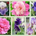 Border ideas, Perennial Planting, Perennial combination, Spring Borders, Summer Borders, Bearded Iris, Peony Lovely Rose, Peony Philomele, Peony Cora Stubbs, Peony Dr Alexander Fleming, Iris Dusky Challenger, Iris Autumn Tryst, Camelot White