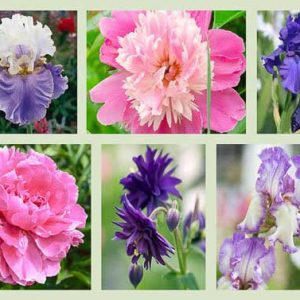 Border ideas, Perennial Planting, Perennial combination, Spring Borders, Summer Borders, Bearded Iris, Peony Lovely Rose, Peony Philomele, Peony Cora Stubbs, Peony Dr Alexander Fleming, Iris Dusky Challenger, Iris Autumn Tryst, Camelot White