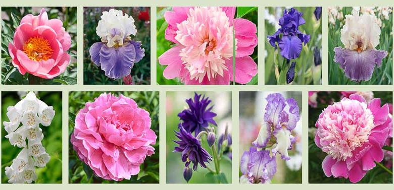 Border ideas, Perennial Planting, Perennial combination, Spring Borders, Summer Borders, Bearded Iris, Peony Lovely Rose, Peony Philomele, Peony Cora Stubbs, Peony Dr Alexander Fleming, Iris Dusky Challenger, Iris Autumn Tryst, Camelot White