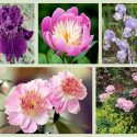 Border ideas, Perennial Planting, Perennial combination, Spring Borders, Summer Borders, Bearded Iris, Peony Mons Jules Eli, Peony Do Tell, Peony Bowl Of Beauty, Peonny Dinner Plate, Iris About Town, Iris Mary Frances, Rose Brother Cadfael
