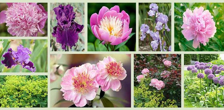 Border ideas, Perennial Planting, Perennial combination, Spring Borders, Summer Borders, Bearded Iris, Peony Mons Jules Eli, Peony Do Tell, Peony Bowl Of Beauty, Peonny Dinner Plate, Iris About Town, Iris Mary Frances, Rose Brother Cadfael