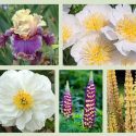 Border ideas, Perennial Planting, Perennial combination, Spring Borders, Summer Borders, Bearded Iris, Peony Miss america, Peony Cheddar Charm, Peony Bowl of Cream, Iris Belgian Princess, Iris Hold My Hand, Lupine Manhattan Lights
