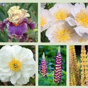 Border ideas, Perennial Planting, Perennial combination, Spring Borders, Summer Borders, Bearded Iris, Peony Miss america, Peony Cheddar Charm, Peony Bowl of Cream, Iris Belgian Princess, Iris Hold My Hand, Lupine Manhattan Lights