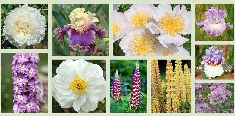 Border ideas, Perennial Planting, Perennial combination, Spring Borders, Summer Borders, Bearded Iris, Peony Miss america, Peony Cheddar Charm, Peony Bowl of Cream, Iris Belgian Princess, Iris Hold My Hand, Lupine Manhattan Lights