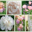 Border ideas, Perennial Planting, Perennial combination, Spring Borders, Summer Borders, Bearded Iris, Peony Gardenia, Peony Shirley Temple, Peony Mother's Choice, Iris June Krauss, Iris Celebration song, Rose Heritage