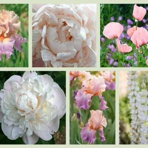 Border ideas, Perennial Planting, Perennial combination, Spring Borders, Summer Borders, Bearded Iris, Peony Gardenia, Peony Shirley Temple, Peony Mother's Choice, Iris June Krauss, Iris Celebration song, Rose Heritage