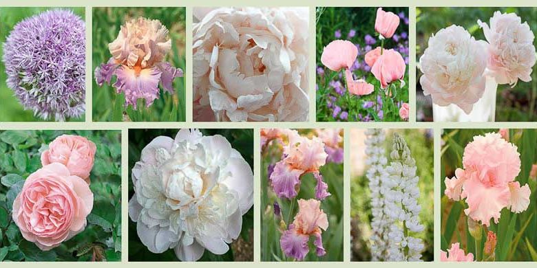 Border ideas, Perennial Planting, Perennial combination, Spring Borders, Summer Borders, Bearded Iris, Peony Gardenia, Peony Shirley Temple, Peony Mother's Choice, Iris June Krauss, Iris Celebration song, Rose Heritage