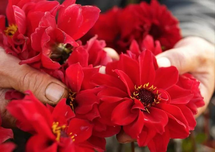 Peony Dahlias, Orchid Dahlias, Best Dahlias, Top Dahlias, Great Dahlias, Dahlia Tubers, Dahlia Bulbs, Dahlia Flower, Dahlia Flowers, summer bulbs
