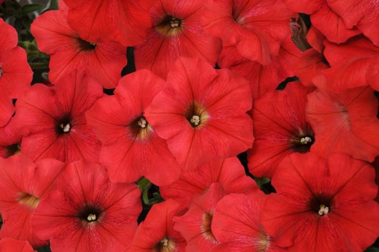 Petunia 'Easy Wave Red', Easy Wave Red Petunia, Trailing Petunia, Red Petunia, Red Flowers