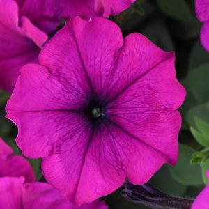 Petunia 'Easy Wave Violet', Easy Wave Violet' Petunia, Trailing Petunia, Purple Petunia, Purple Flowers