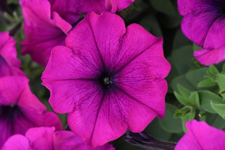 Petunia 'Easy Wave Violet', Easy Wave Violet' Petunia, Trailing Petunia, Purple Petunia, Purple Flowers