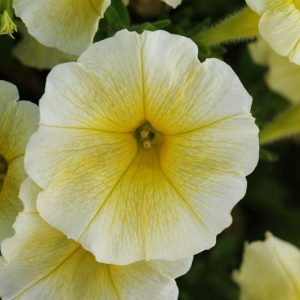 Petunia 'Easy Wave Yellow', Easy Wave Yellow Petunia, Trailing Petunia, Yellow Petunia, Yellow Flowers