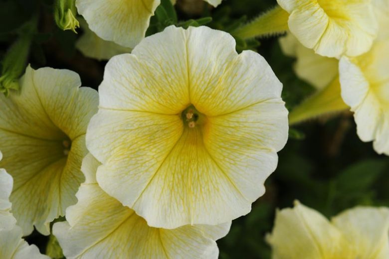Petunia 'Easy Wave Yellow', Easy Wave Yellow Petunia, Trailing Petunia, Yellow Petunia, Yellow Flowers