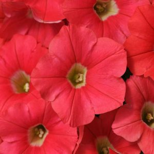 Petunia 'Shock Wave Coral Crush', Shock Wave Coral Crush Petunia, Mounding Petunia, Spreading Petunia, Pink Petunia, Pink Flowers
