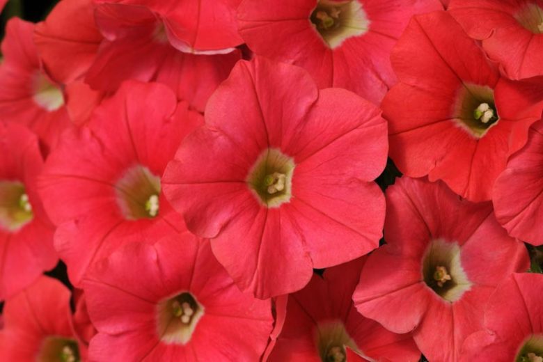 Petunia 'Shock Wave Coral Crush', Shock Wave Coral Crush Petunia, Mounding Petunia, Spreading Petunia, Pink Petunia, Pink Flowers
