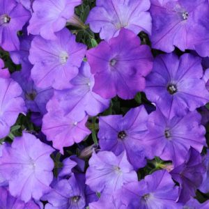 Petunia 'Shock Wave Denim', Shock Wave Denim Petunia, Mounding Petunia, Spreading Petunia, Blue Petunia, Blue Flowers