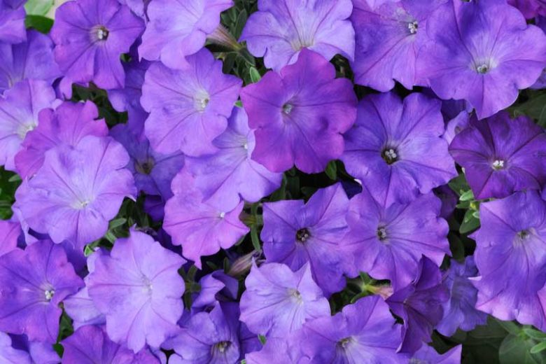 Petunia 'Shock Wave Denim', Shock Wave Denim Petunia, Mounding Petunia, Spreading Petunia, Blue Petunia, Blue Flowers