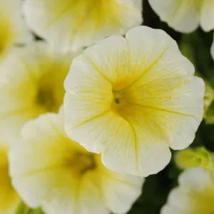 Petunia 'Shock Wave Yellow', Shock Wave Yellow Petunia, Mounding Petunia, Spreading Petunia, Yellow Petunia, Yellow Flowers
