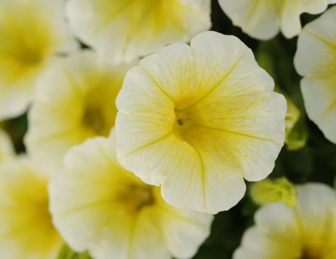 Petunia 'Shock Wave Yellow', Shock Wave Yellow Petunia, Mounding Petunia, Spreading Petunia, Yellow Petunia, Yellow Flowers