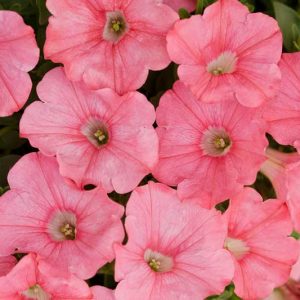 Petunia 'Supertunia Bermuda Beach', Supertunia Bermuda Beach Petunia, Mounding Petunia, Pink Petunia, Pink Flowers