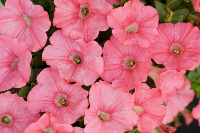 Petunia 'Supertunia Bermuda Beach', Supertunia Bermuda Beach Petunia, Mounding Petunia, Pink Petunia, Pink Flowers