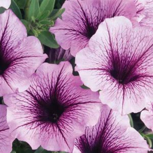 Petunia 'Supertunia Bordeaux', Supertunia Bordeaux Petunia, Mounding Petunia, Purple Petunia, Purple Flowers